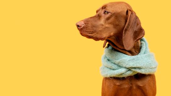 Ein Hund mit einem Halstuch vor einem gelben Hintergrund